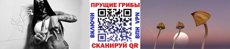 Галлюциногенные грибы Cubensis  kraken tor  Билибино 